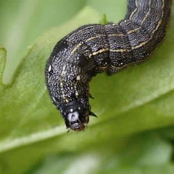 50 Pcs Insect Lures For Egyptian Cotton Leafworm